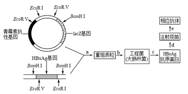 乙肝基因工程疫苗生产和使用过程 乙肝基因工程疫苗生产和使用过程
