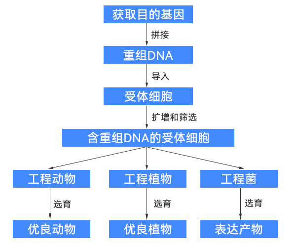基因工程过程示意图 基因工程过程示意图